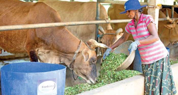 கால்நடை பண்ணையாளர்களுக்கு நட்டஈடு வழங்குவதற்கான பதிவு நீடிப்பு!
