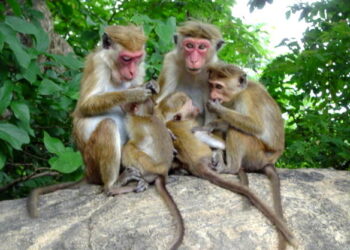 283 மில்லியன் செலவில் குரங்குகள் சரணாலயம்!