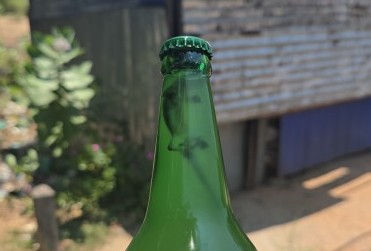 கள் போத்தலுக்குள் – இறந்த பல்லியின் உடல்!