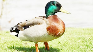 வாத்தின் வயிற்றுக்குள் தங்கம்…