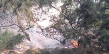 மணற்காட்டில் தீ பரவல்!