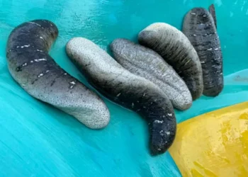 சட்டவிரோத கடலட்டை பண்ணையை – அகற்றச் சென்ற அதிகாரிகளுக்கு எதிர்ப்புத் தெரிவித்த பண்ணையாளர்கள்