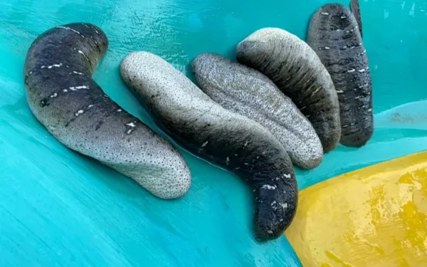 சட்டவிரோத கடலட்டை பண்ணையை – அகற்றச் சென்ற அதிகாரிகளுக்கு எதிர்ப்புத் தெரிவித்த பண்ணையாளர்கள்