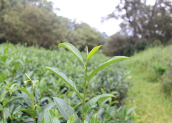 தேயிலை விளைச்சல் வரட்சியினால் பாதிப்பு!