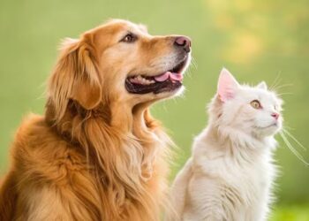 விலங்குகளுக்கு வெப்ப அபாயம் : கால்நடை வைத்தியர் எச்சரிக்கை!