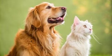 விலங்குகளுக்கு வெப்ப அபாயம் : கால்நடை வைத்தியர் எச்சரிக்கை!