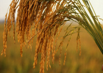 ‘ஆட்டக்காரி’ நெல்லினத்தை – பிராந்திய நெல்லினமாக பரிந்துரைக்க தீர்மானம்