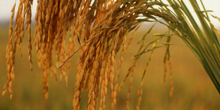 ‘ஆட்டக்காரி’ நெல்லினத்தை – பிராந்திய நெல்லினமாக பரிந்துரைக்க தீர்மானம்