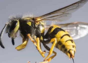 குளவிக் கொட்டுக்கு இலக்கான 10 மாணவர்கள் – வைத்தியசாலையில் அனுமதி!