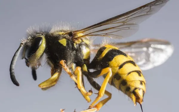 குளவிக் கொட்டுக்கு இலக்கான 10 மாணவர்கள் – வைத்தியசாலையில் அனுமதி!