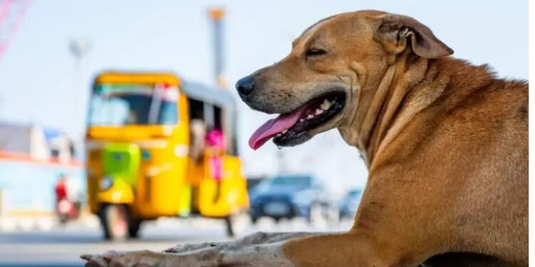 நாய் கொண்டு வந்த பந்து வெடித்ததில் – சிறுவன் படுகாயம்!