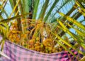 ஒலுவில் பெரிய ஜும்ஆப் பள்ளிவாயலில் பேரிச்சம் பழ அறுவடை