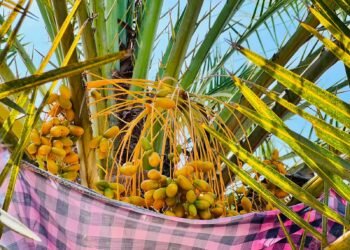 ஒலுவில் பெரிய ஜும்ஆப் பள்ளிவாயலில் பேரிச்சம் பழ அறுவடை