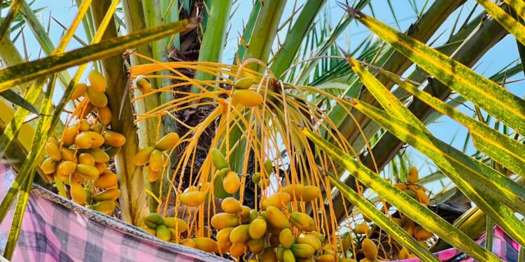 ஒலுவில் பெரிய ஜும்ஆப் பள்ளிவாயலில் பேரிச்சம் பழ அறுவடை