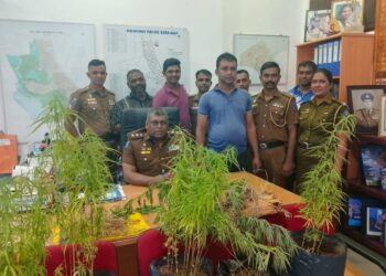 வீடொன்றின் மொட்டை மாடியில் கஞ்சா தோட்டம் முற்றுகை – வியாபாரி கைது