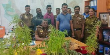 வீடொன்றின் மொட்டை மாடியில் கஞ்சா தோட்டம் முற்றுகை – வியாபாரி கைது