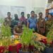 வீடொன்றின் மொட்டை மாடியில் கஞ்சா தோட்டம் முற்றுகை – வியாபாரி கைது