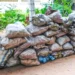 கற்பிட்டியில் சட்டவிரோதமாக சங்கு பதுக்கிய இருவர் கைது