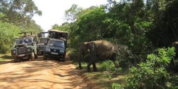வறட்சியால் பாதிக்கப்படும் யால தேசிய பூங்கா விலங்குகள்