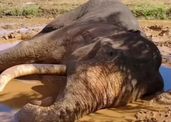 காவன்திஸ்ஸ யானை மீது துப்பாக்கிச் சூடு – மேலும் 5 பேர் கைது!